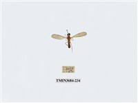 藏品(雙翅目)的圖片